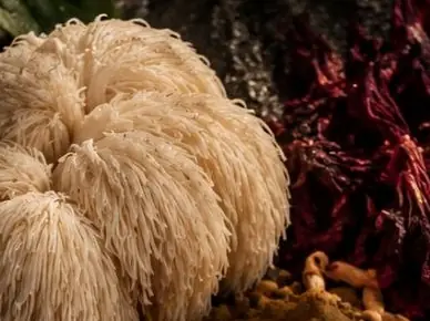 Conceptual render: a lion's mane mushroom beside dried hibiscus and cordyceps on dark stone